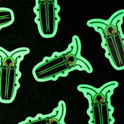 Glow in the dark sticker of an insect beetle green photoluminescent phosphorescent